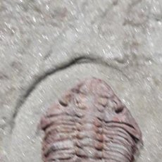 Collezionismo di fossili: FOSIL DE TRILOBITES MUCRONASPIS. ORDOVICICO MARRUECOS.PIEZON.. Lote 153394086