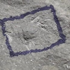 Collezionismo di fossili: FOSIL DE TRILOBITES AGNOSTUS PISIFORMIS. CAMBRICO. SUECIA.. Lote 153395562