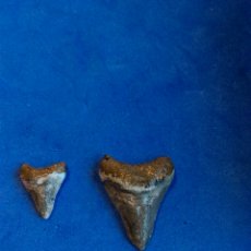 Coleccionismo de fósiles: RÉPLICA DIENTES DIENTE TIBURÓN FOSIL DE MEGALODON FOSILES. Lote 155767441