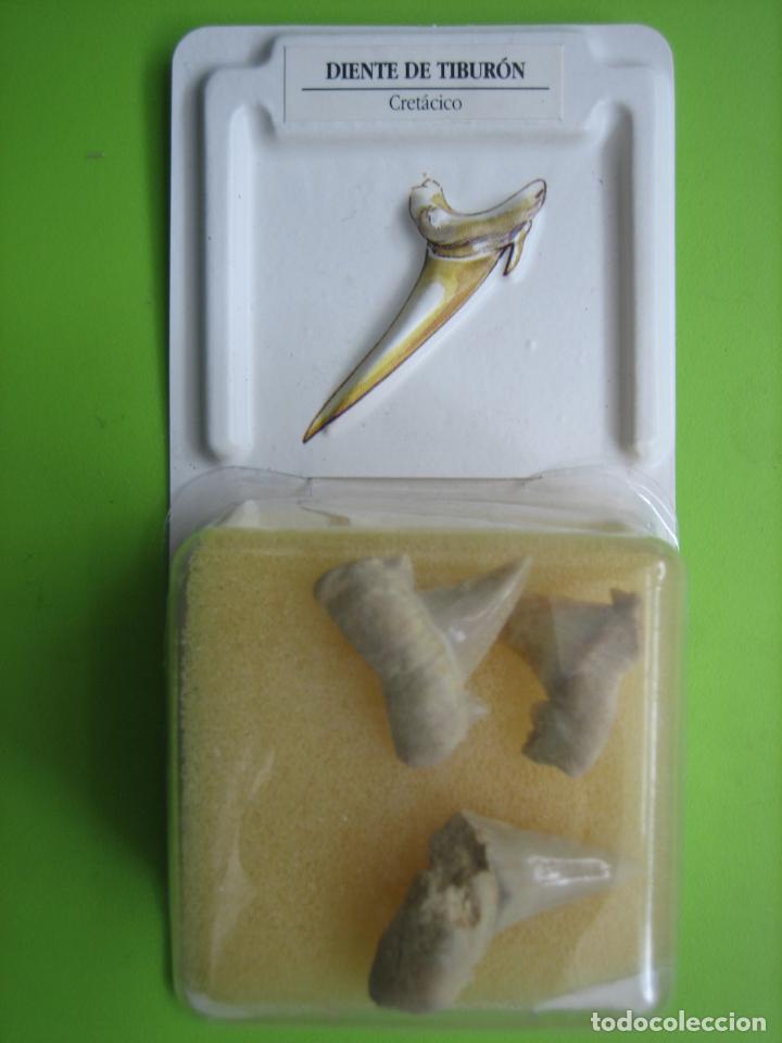 Coleccionismo de f&oacute;siles: F&oacute;sil de coleccion - Foto 1