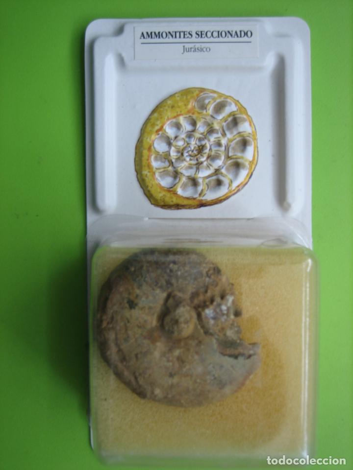 Coleccionismo de f&oacute;siles: F&oacute;sil de coleccion - Foto 1