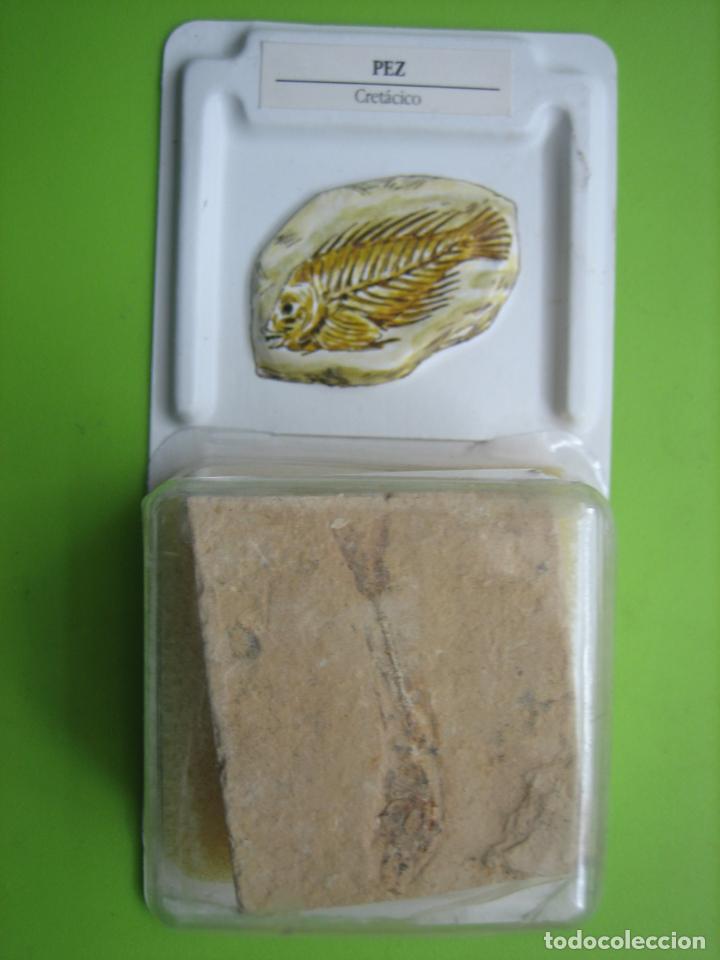 Coleccionismo de f&oacute;siles: F&oacute;sil de coleccion - Foto 1