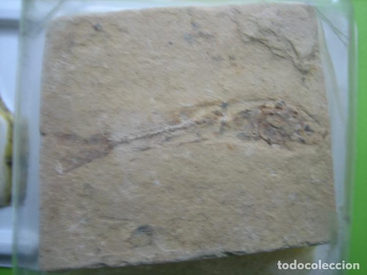 Coleccionismo de f&oacute;siles: F&oacute;sil de coleccion - Foto 2