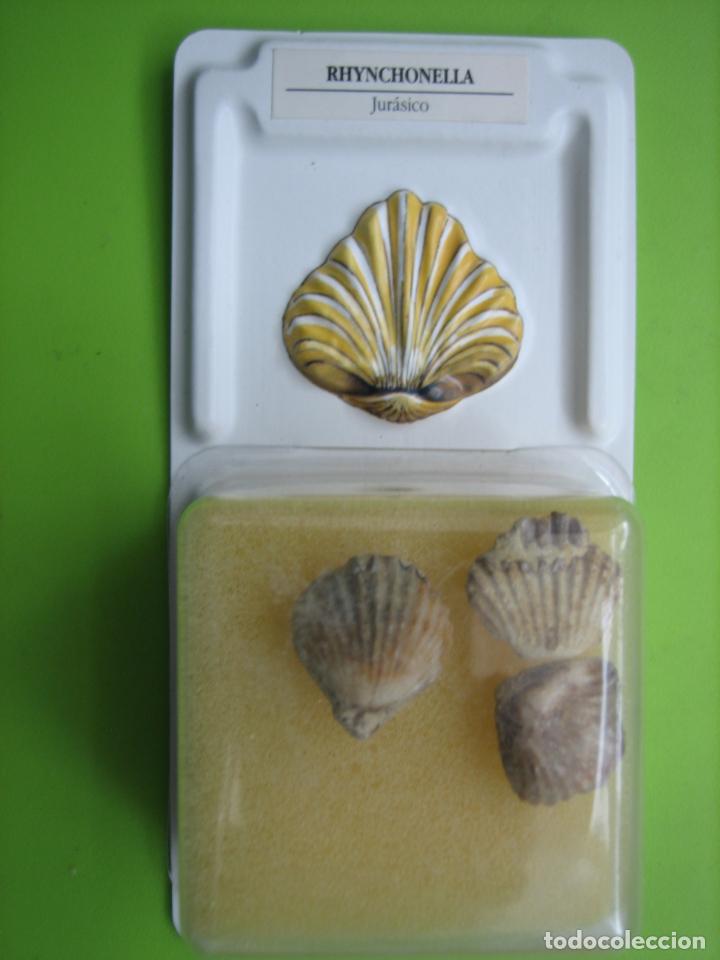 Coleccionismo de f&oacute;siles: F&oacute;sil de coleccion - Foto 1