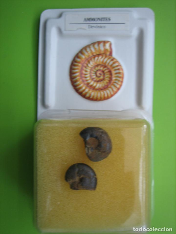 Coleccionismo de f&oacute;siles: F&oacute;sil de coleccion - Foto 1