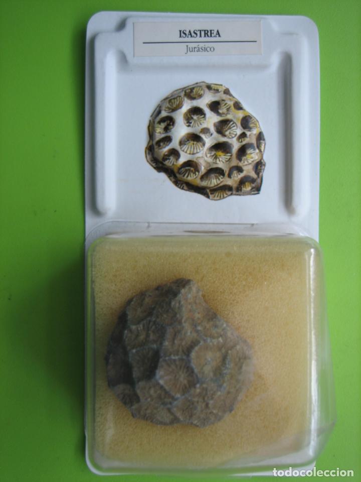 Coleccionismo de f&oacute;siles: F&oacute;sil de coleccion - Foto 1