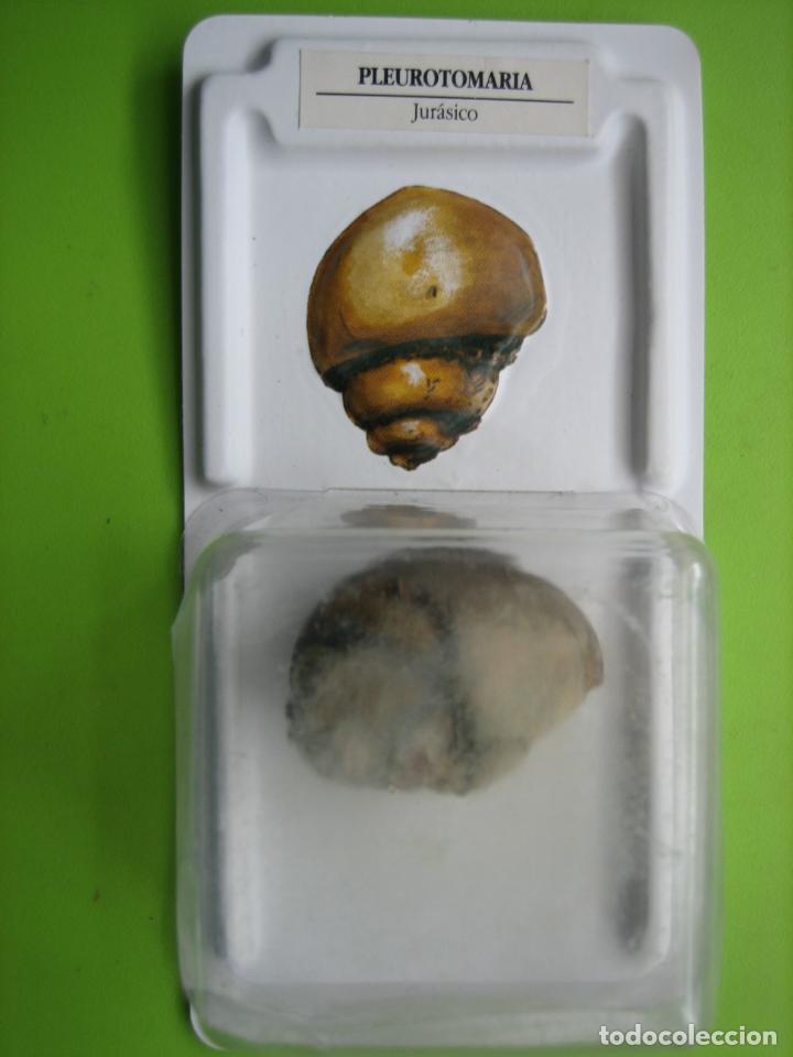 Coleccionismo de f&oacute;siles: F&oacute;sil de coleccion - Foto 1