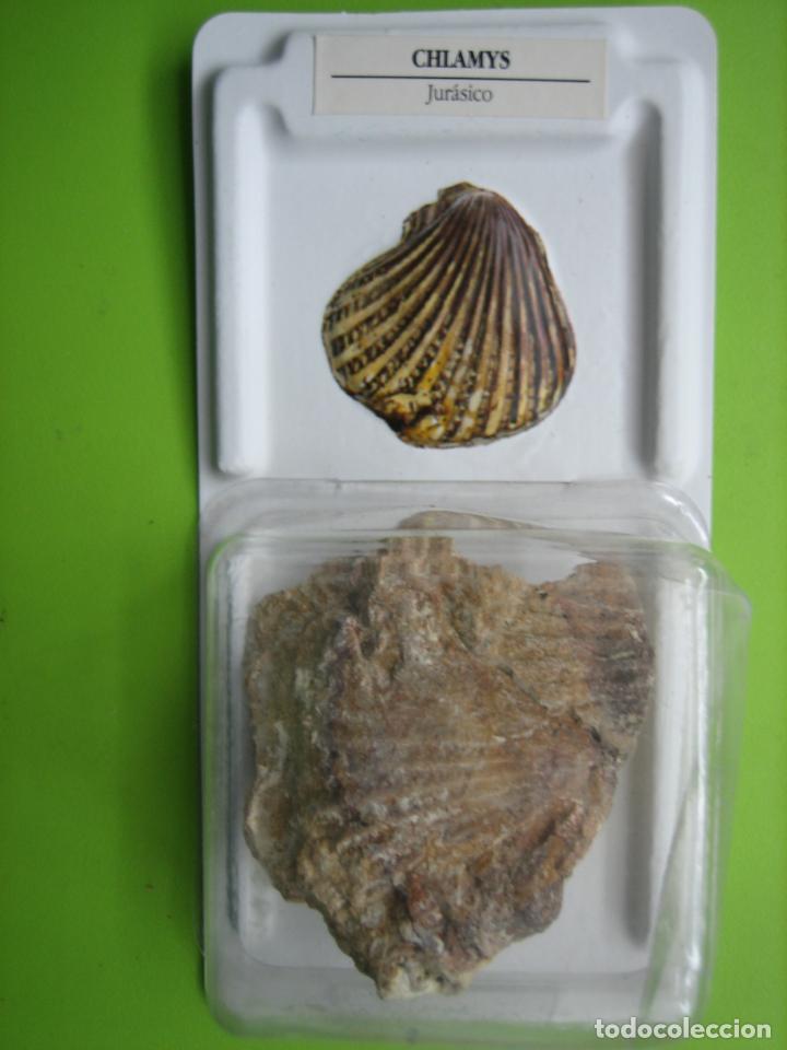Coleccionismo de f&oacute;siles: F&oacute;sil de coleccion - Foto 1