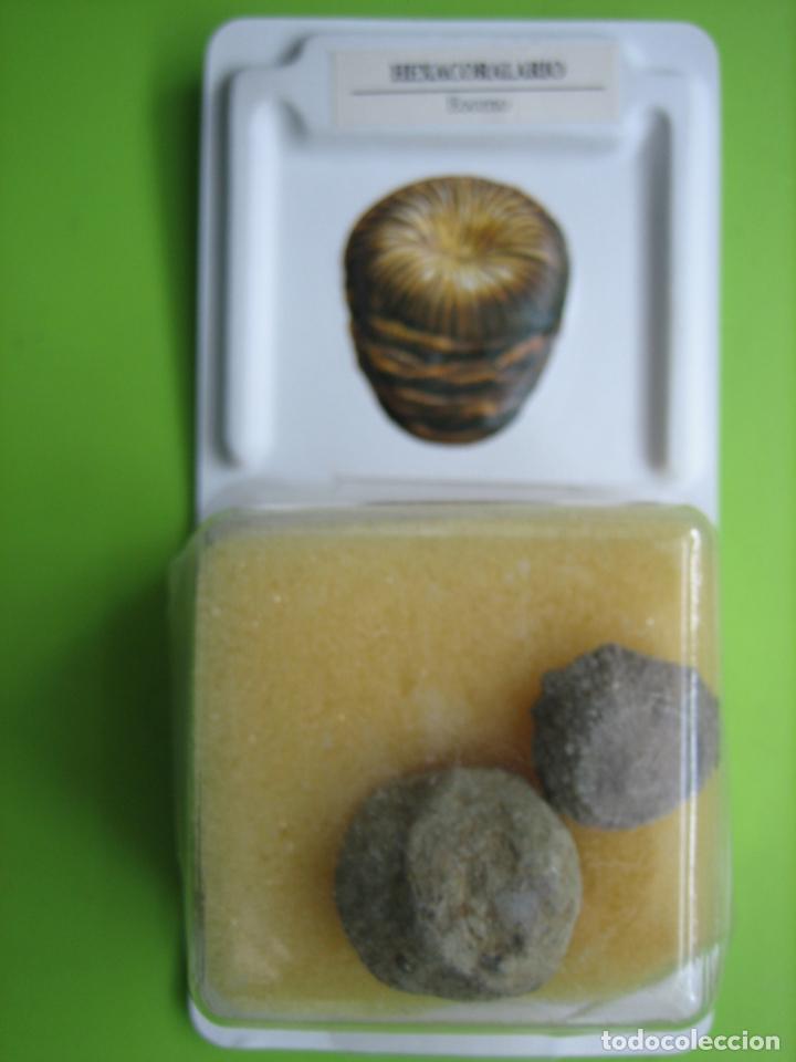Coleccionismo de f&oacute;siles: F&oacute;sil de coleccion - Foto 1
