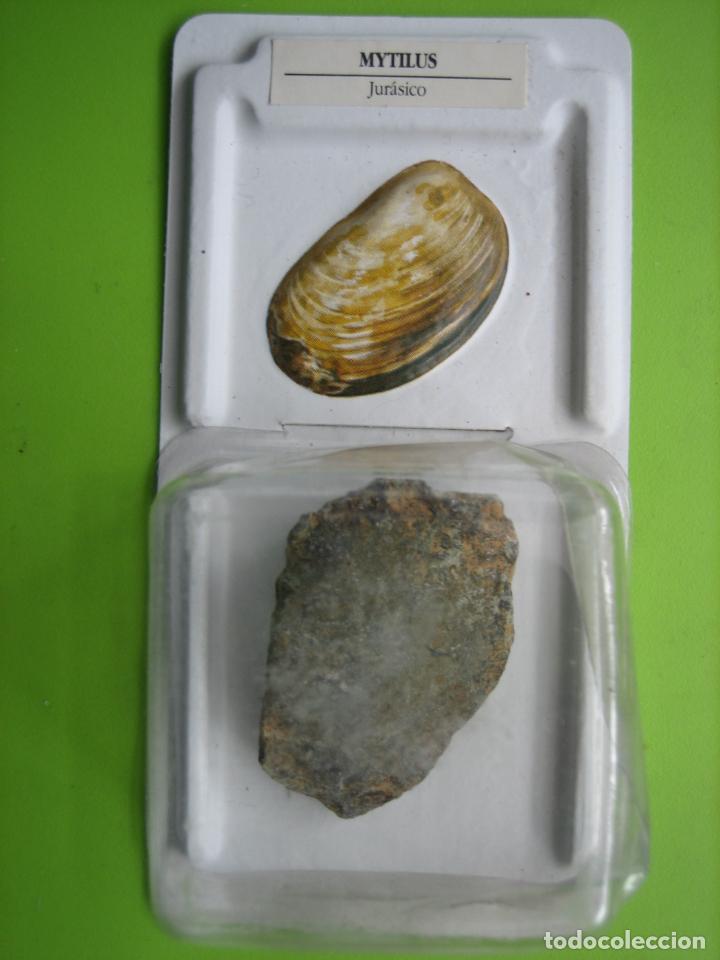 Coleccionismo de f&oacute;siles: F&oacute;sil de coleccion - Foto 1