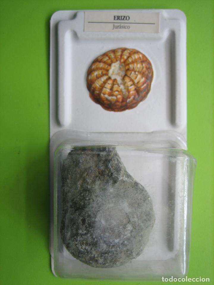 Coleccionismo de f&oacute;siles: F&oacute;sil de coleccion - Foto 1