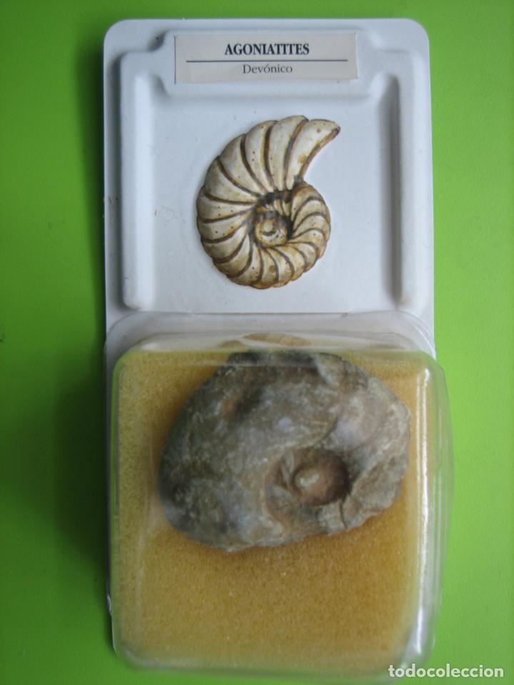 Coleccionismo de f&oacute;siles: F&oacute;sil de coleccion - Foto 1