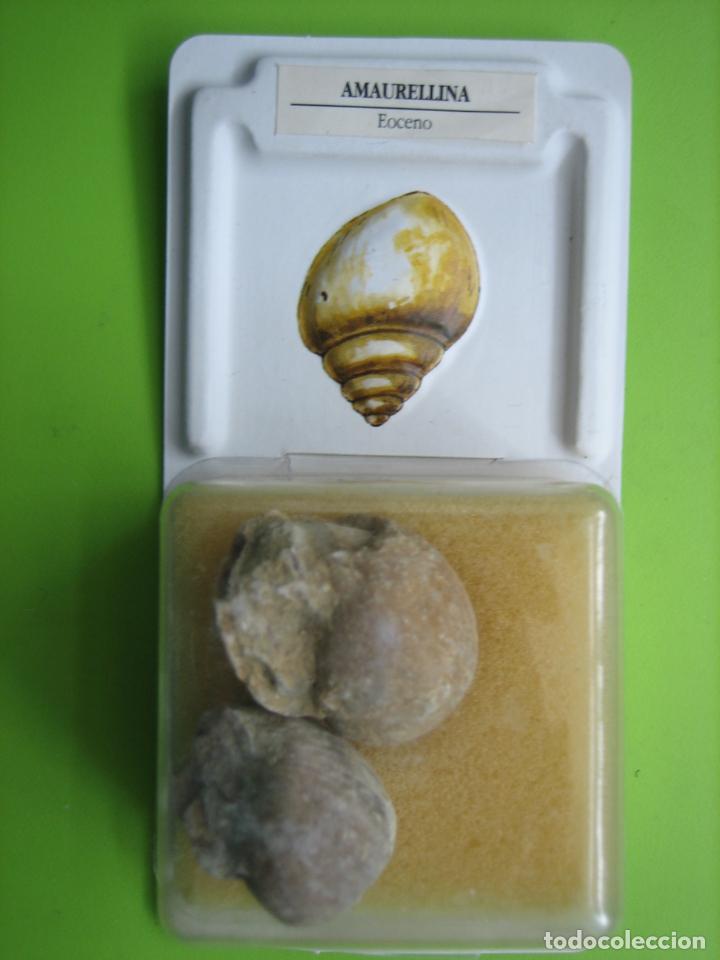 Coleccionismo de f&oacute;siles: F&oacute;sil de coleccion - Foto 1