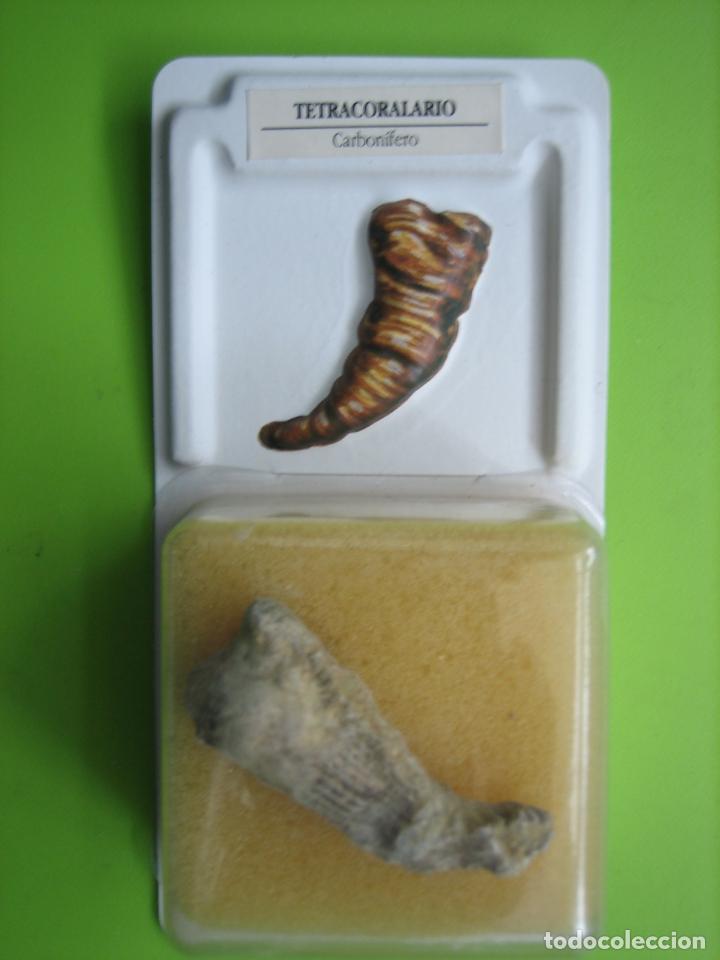 Coleccionismo de f&oacute;siles: F&oacute;sil de coleccion - Foto 1