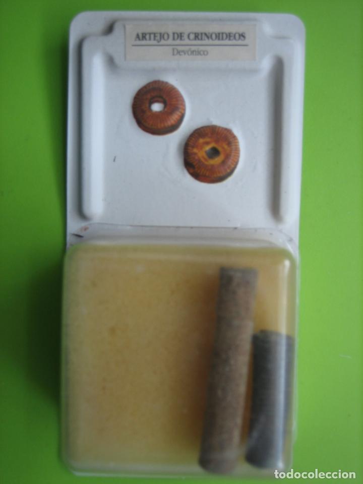 Coleccionismo de f&oacute;siles: F&oacute;sil de coleccion - Foto 1