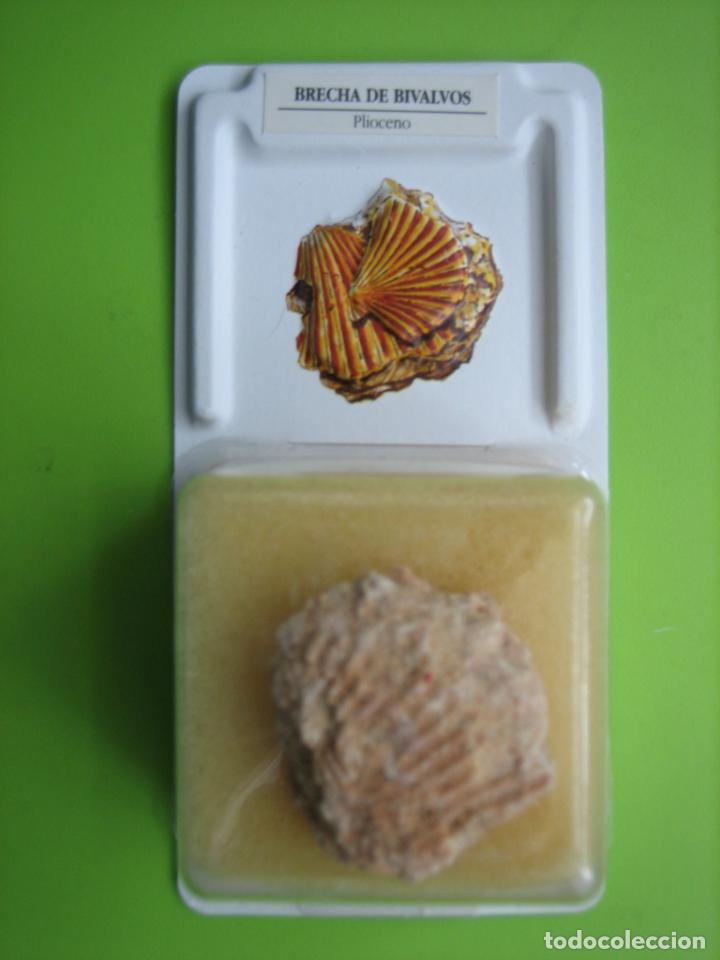 Coleccionismo de f&oacute;siles: F&oacute;sil de coleccion - Foto 1