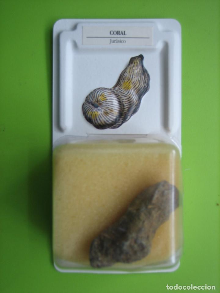 Coleccionismo de f&oacute;siles: F&oacute;sil de coleccion - Foto 1