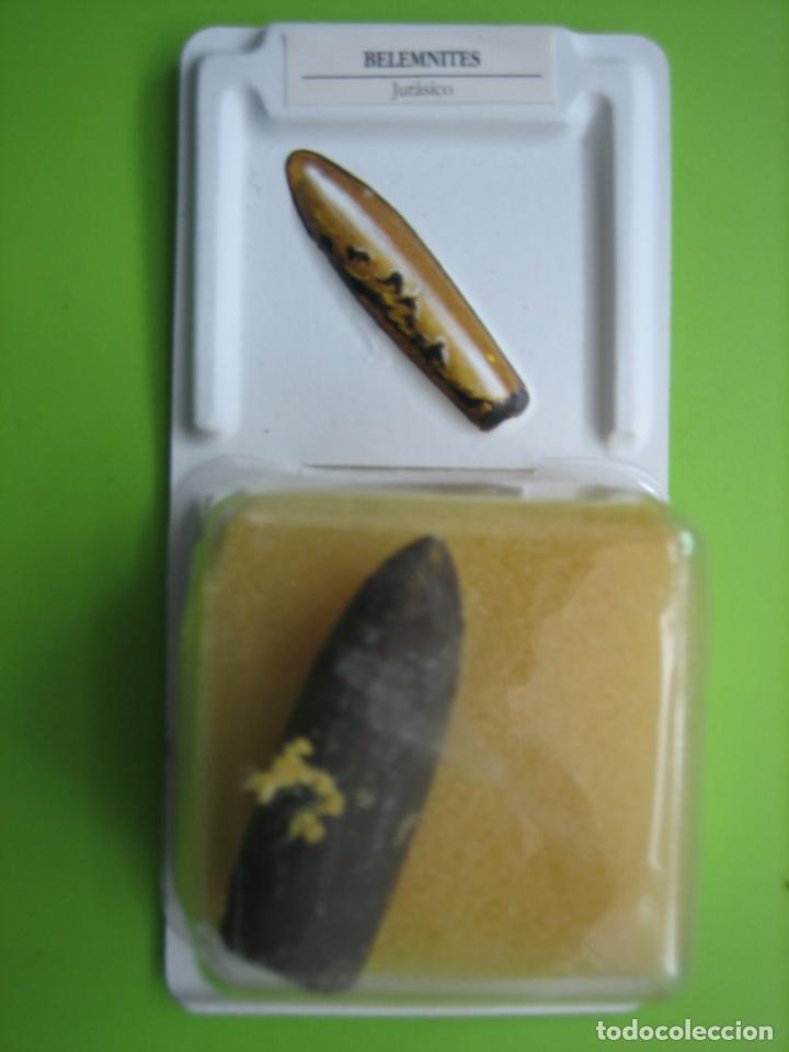 Coleccionismo de f&oacute;siles: F&oacute;sil de coleccion - Foto 1