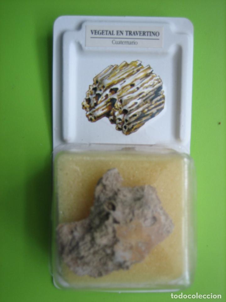 Coleccionismo de f&oacute;siles: F&oacute;sil de coleccion - Foto 1