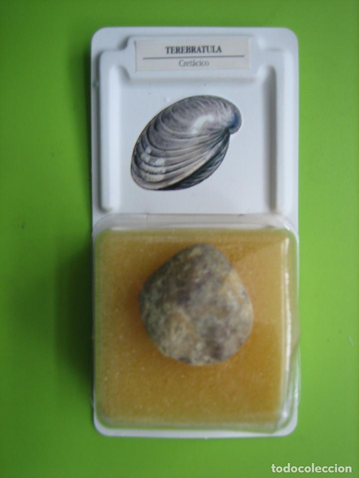 Coleccionismo de f&oacute;siles: F&oacute;sil de coleccion - Foto 1