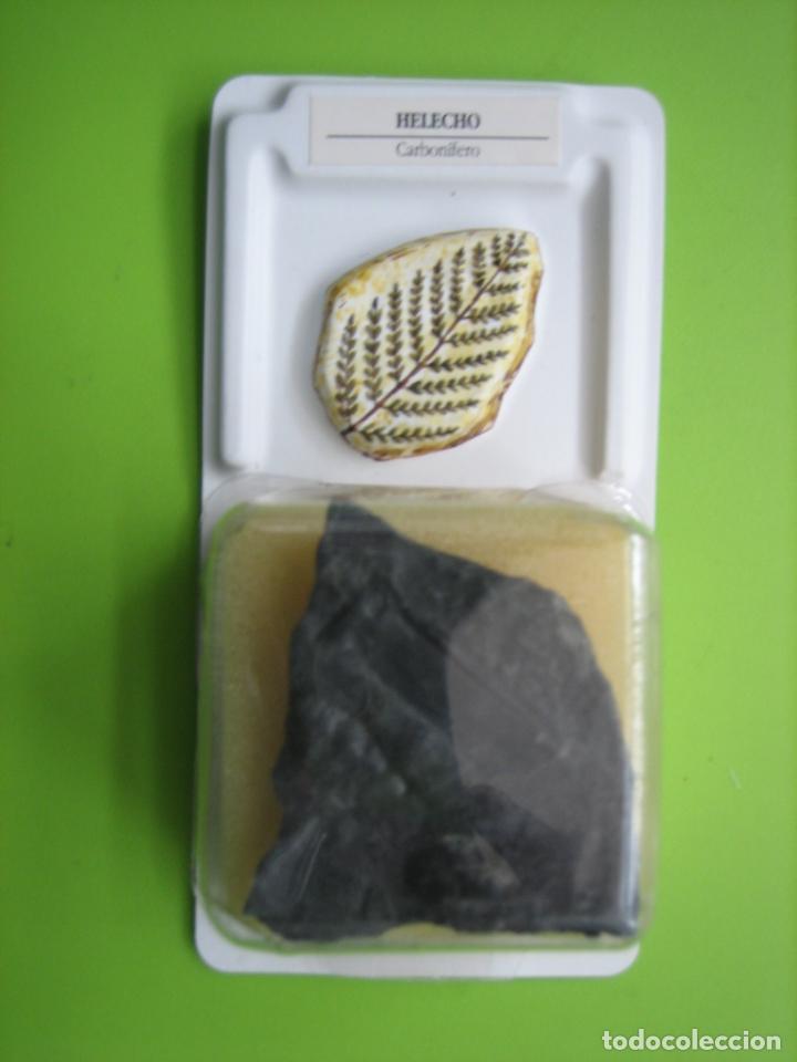 Coleccionismo de f&oacute;siles: F&oacute;sil de coleccion - Foto 1