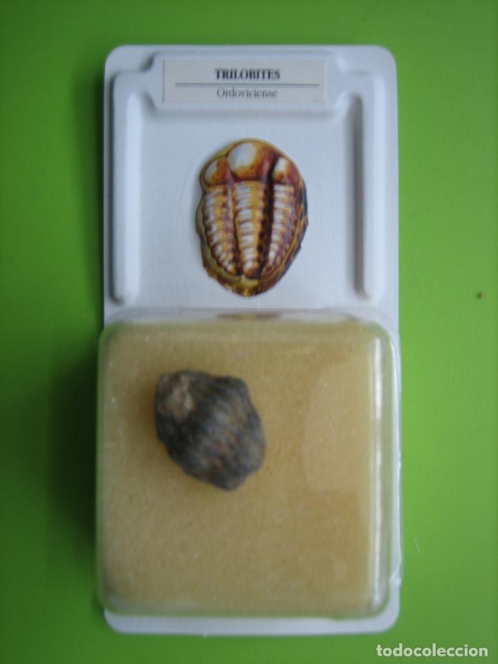 Coleccionismo de f&oacute;siles: F&oacute;sil de coleccion - Foto 1
