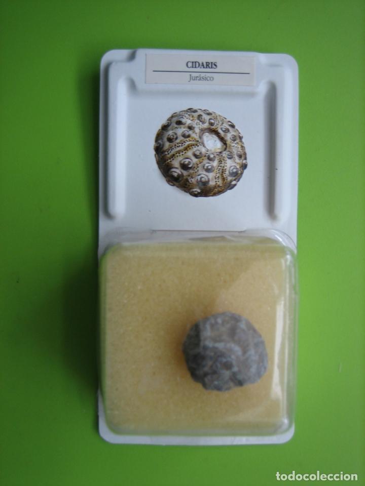 Coleccionismo de f&oacute;siles: F&oacute;sil de coleccion - Foto 1