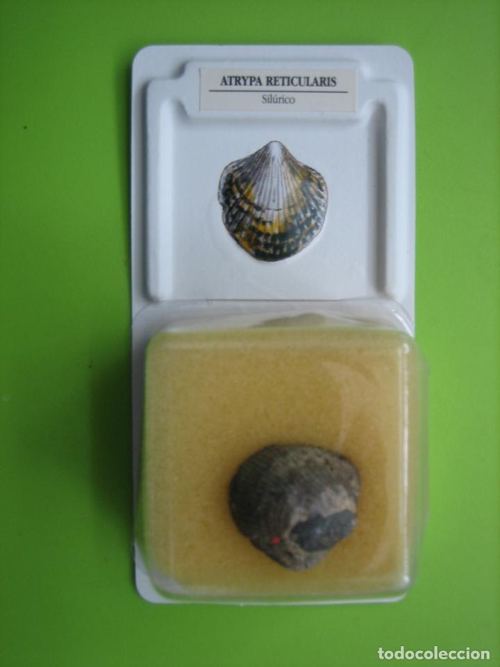 Coleccionismo de f&oacute;siles: F&oacute;sil de coleccion - Foto 1