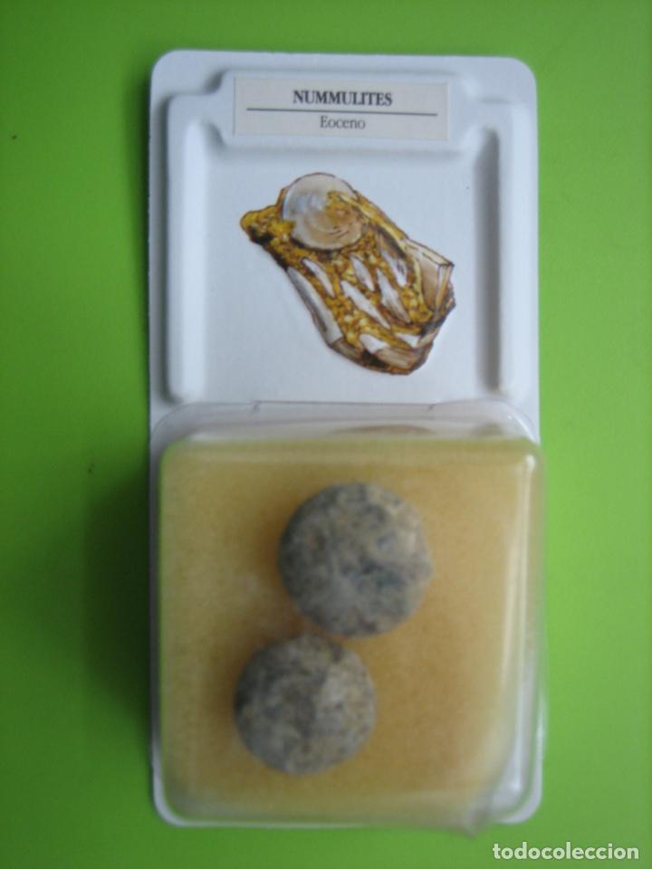 Coleccionismo de f&oacute;siles: F&oacute;sil de coleccion - Foto 1