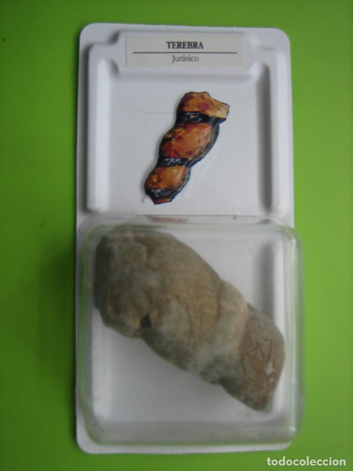 Coleccionismo de f&oacute;siles: F&oacute;sil de coleccion - Foto 1