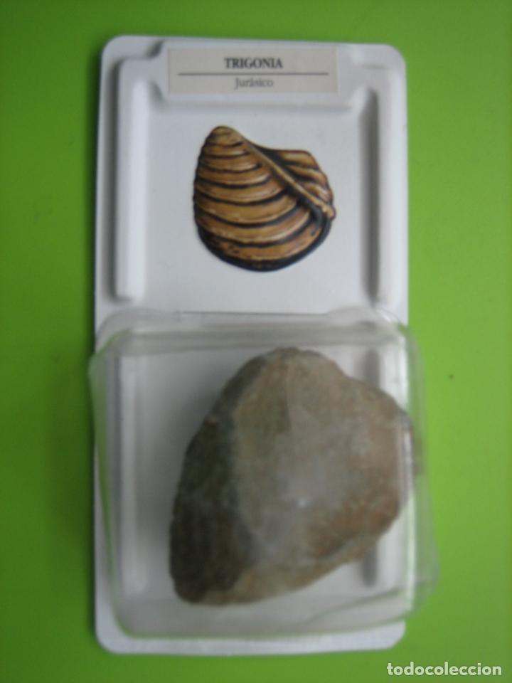 Coleccionismo de f&oacute;siles: F&oacute;sil de coleccion - Foto 1