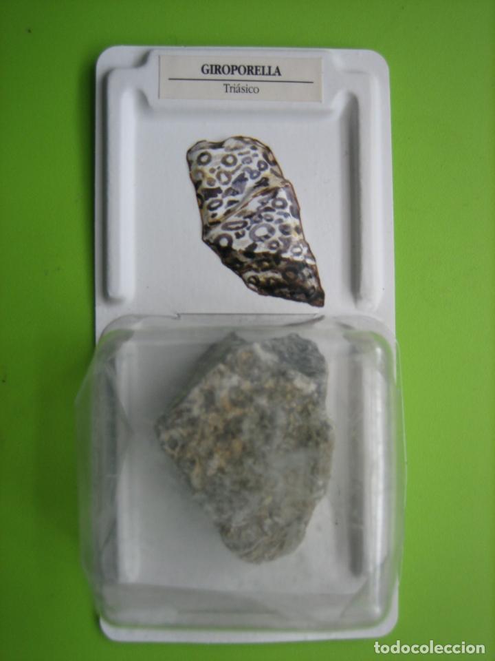 Coleccionismo de f&oacute;siles: F&oacute;sil de coleccion - Foto 1