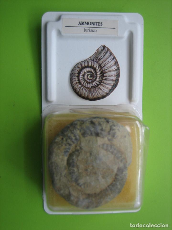 Coleccionismo de f&oacute;siles: F&oacute;sil de coleccion - Foto 1