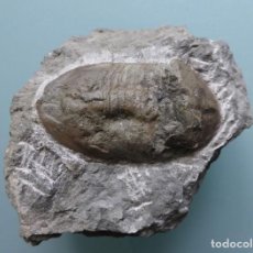 Coleccionismo de fósiles: MAGNIFICO TRILOBITE ASAPHUS LEPIDURUS EN PLACA DE MATRIZ - DESCUBIERTO EN 1859 EN RUSIA. INN. Lote 158887010
