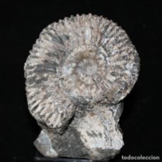 Coleccionismo de fósiles: FÓSIL DE REINECKIA SP.CON MATRIZ UNIDA -MUY RARO EJEMPLAR DE PROSPECCIONES EN INGLATERRA. INN -T3. Lote 158888654