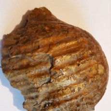 Coleccionismo de fósiles: SINGULAR GRAN CONCHA DE OSTRA FOSIL, HALLADA EN SILVERDALE, PERTENECIENTE AL CRETÁCICO.INN FOS -F13. Lote 362420820