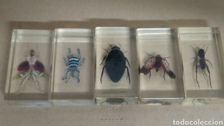Coleccionismo de f&oacute;siles: 5 bichos disecados - Foto 1