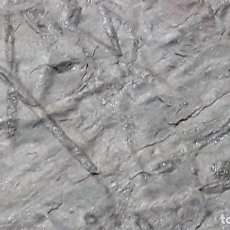 Coleccionismo de fósiles: FOSIL DE HUELLAS. ORDOVICICO. SUR DE EUROPA.. Lote 169783796
