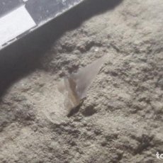 Coleccionismo de fósiles: FOSIL DE TIBURON CARCHARINUS. MIOCENO. SUR DE EUROPA.