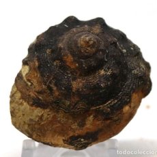 Coleccionismo de fósiles: FÓSIL DE GASTERÓPODO DEL JURÁSICO, PERFECTO ESTADO. INN. Lote 172078574