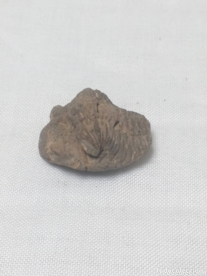 Coleccionismo de f&oacute;siles: Trilobites - Foto 2