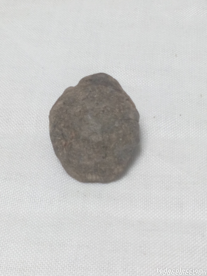 Coleccionismo de f&oacute;siles: Trilobites - Foto 3