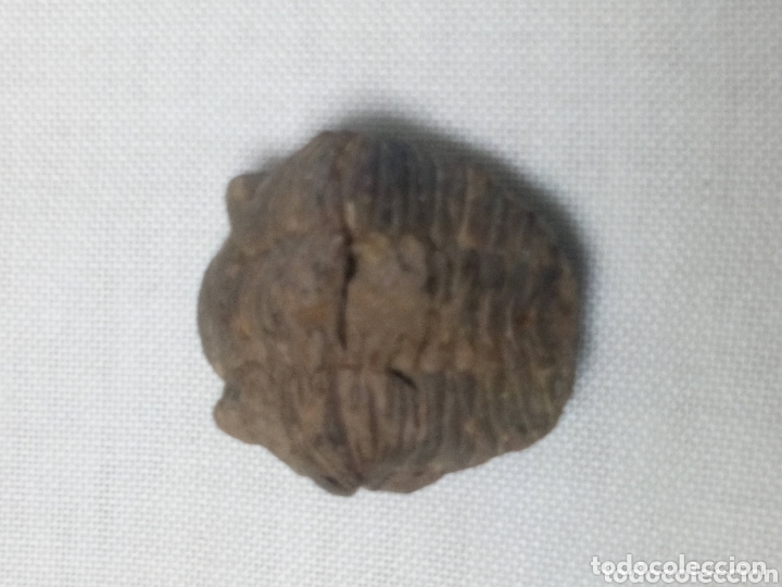 Coleccionismo de f&oacute;siles: Trilobites - Foto 4
