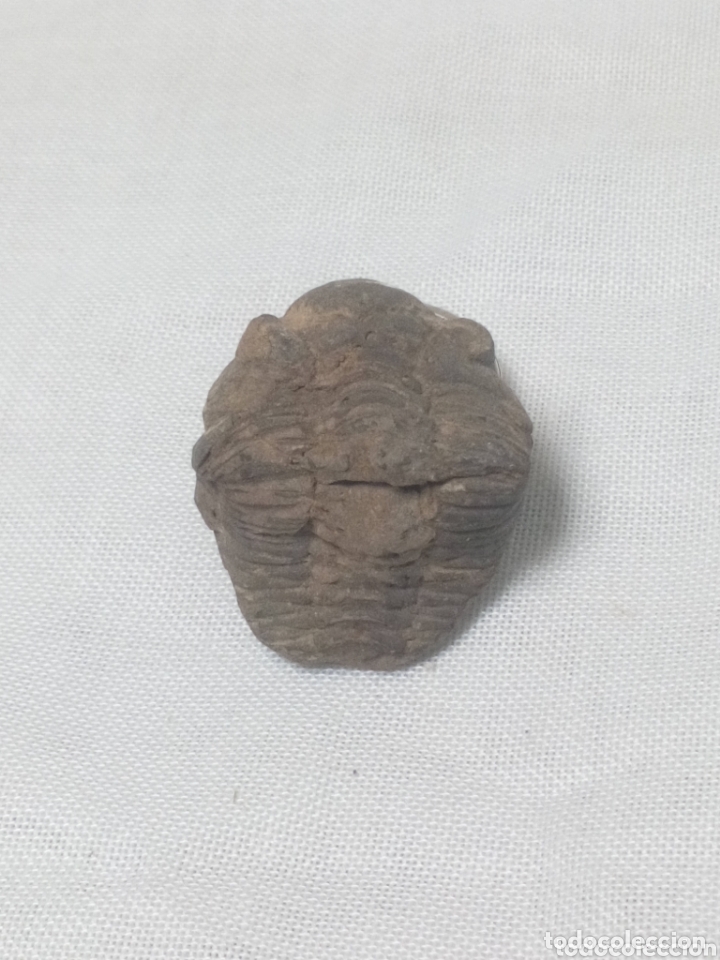 Coleccionismo de f&oacute;siles: Trilobites - Foto 1
