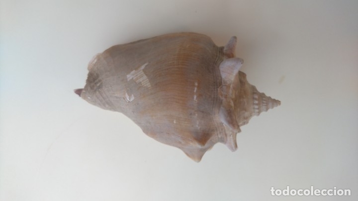 Coleccionismo de f&oacute;siles: Caracola de mar - Foto 1