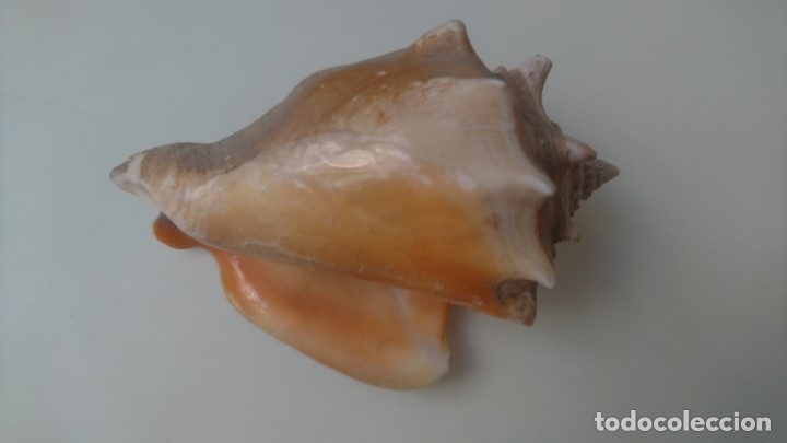 Coleccionismo de f&oacute;siles: Caracola de mar - Foto 2