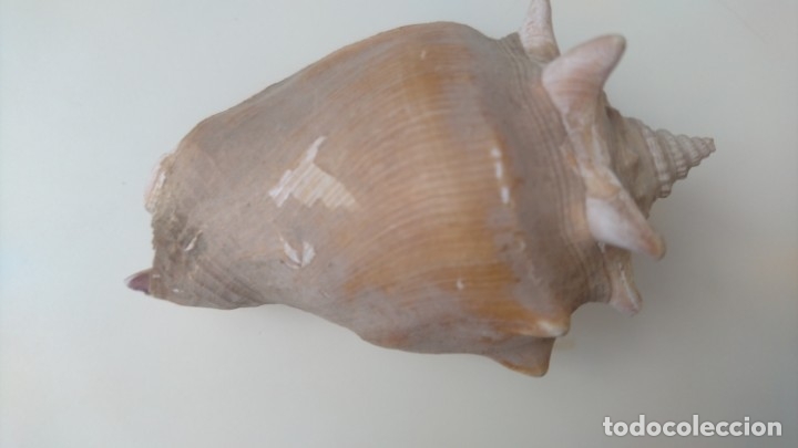 Coleccionismo de f&oacute;siles: Caracola de mar - Foto 3
