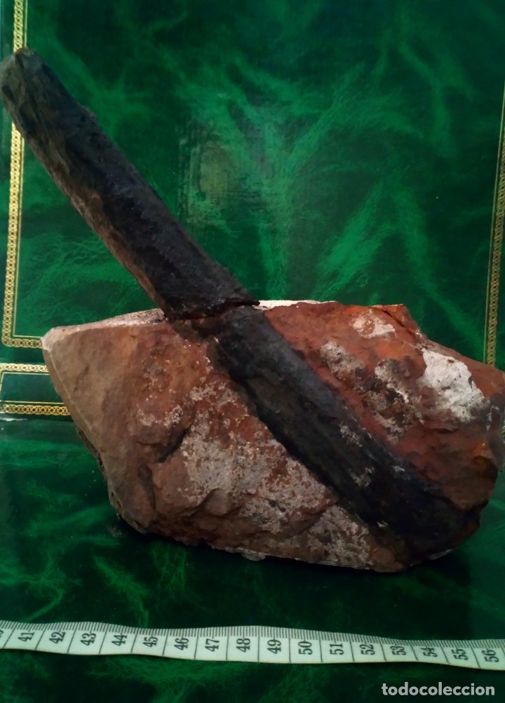 Coleccionismo de f&oacute;siles: Fosil calamites sp. - Foto 1