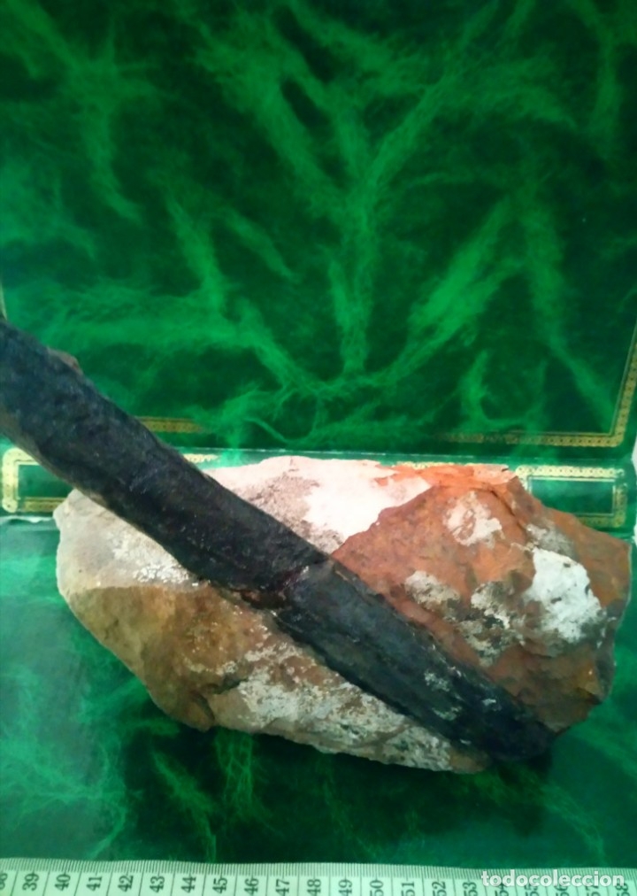 Coleccionismo de f&oacute;siles: Fosil calamites sp. - Foto 2