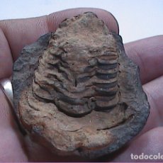 Coleccionismo de fósiles: FÓSIL DE ARTRÓPODO TRILOBITES CALYMENE EN MATRIX. MONTAÑAS DEL ATLAS. MAURITANIA.. Lote 176464184